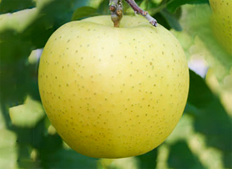 巨大アップルパイに使用するりんご栄黄雅（えいこうが）